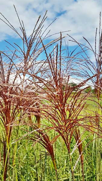 Garten Chinaschilf Malepartus